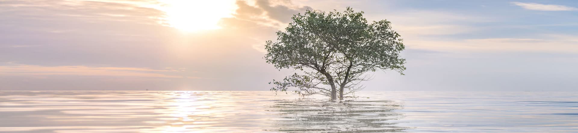 Global Sustainable 50 Dividend Yield